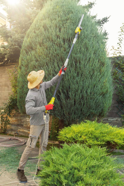 Best Best Tree Removal Services  in Seaford, DE